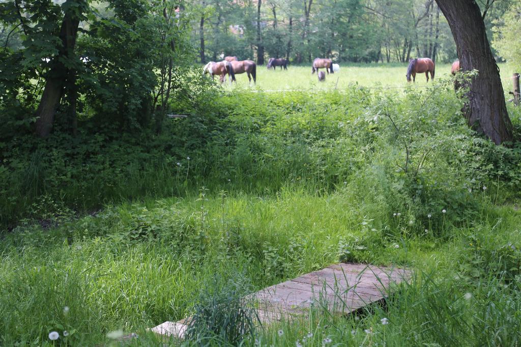 Gospodarstwo Agroturystyczne Stary Mlyn Wilczkowice Michalowice  Extérieur photo