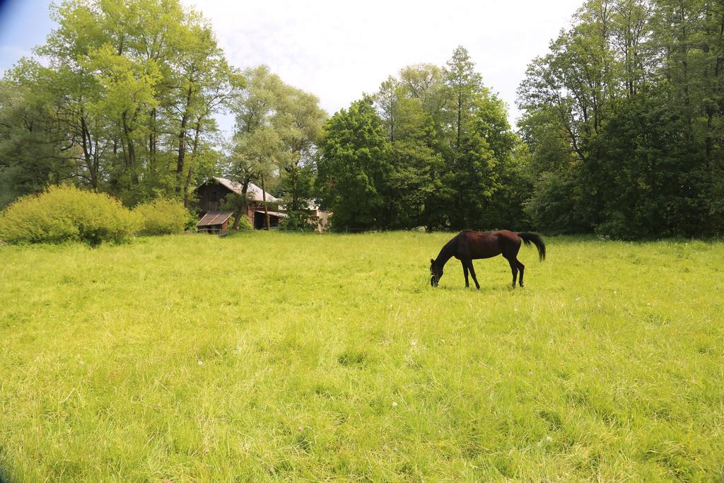 Gospodarstwo Agroturystyczne Stary Mlyn Wilczkowice Michalowice  Extérieur photo