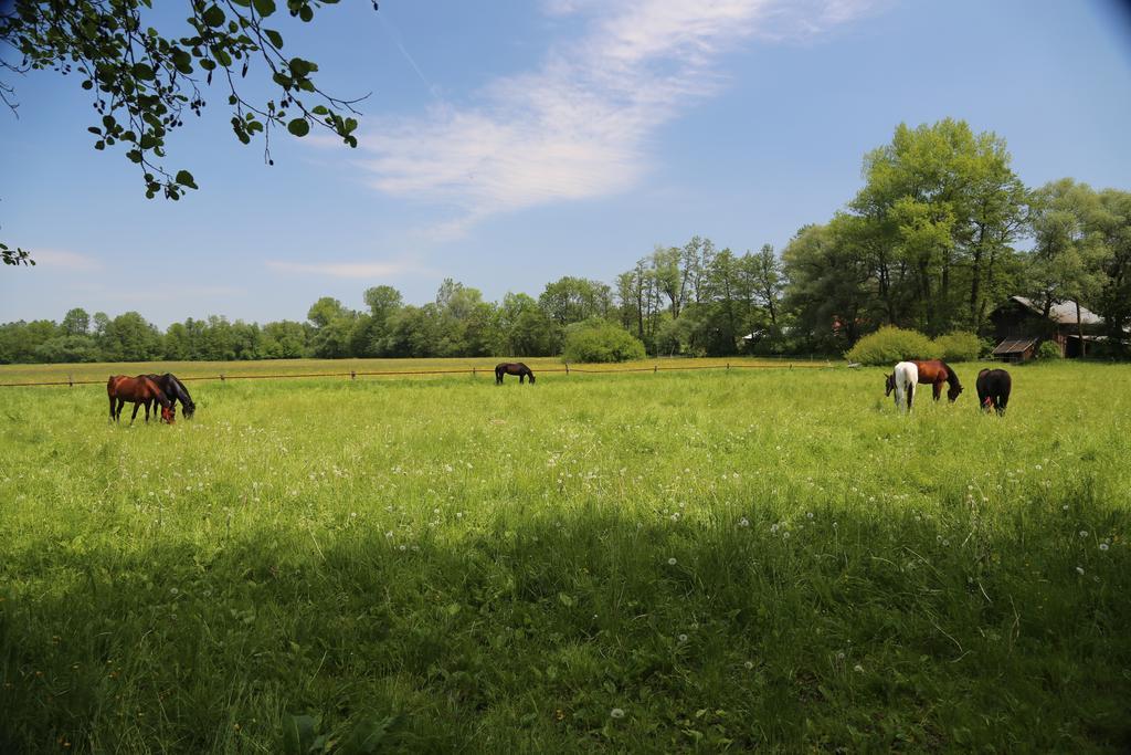 Gospodarstwo Agroturystyczne Stary Mlyn Wilczkowice Michalowice  Extérieur photo