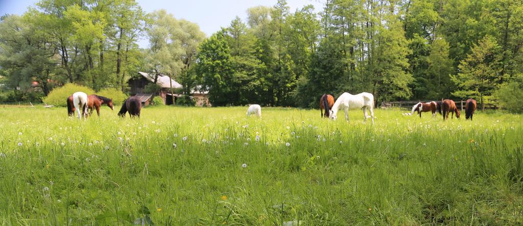 Gospodarstwo Agroturystyczne Stary Mlyn Wilczkowice Michalowice  Extérieur photo